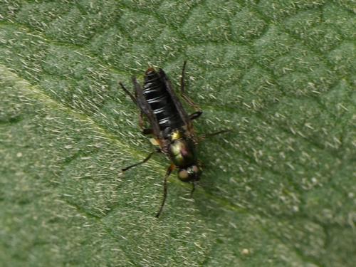 Actina chalybea
