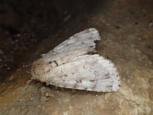 Amphipyra effusa