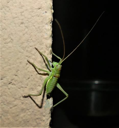 Uromenus brevicollis insularis