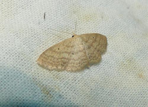Réf. 335 847 : Scopula minorata
