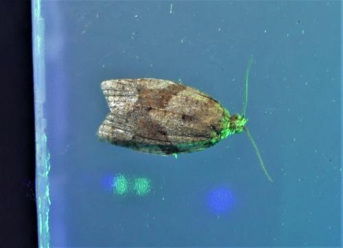 Clepsis consimilana