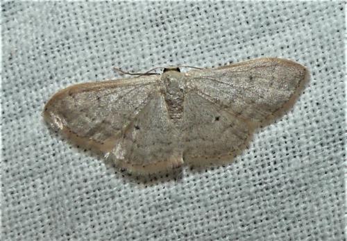Réf. 335 941 : Idaea sp.