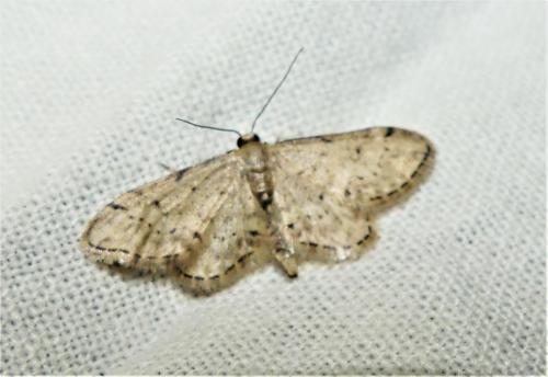 Réf. 335 814 : Idaea efflorata