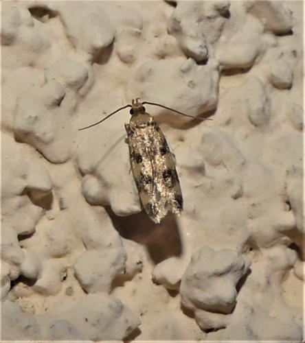 Oegoconia sp.