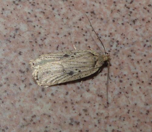 Agonopterix yeatiana