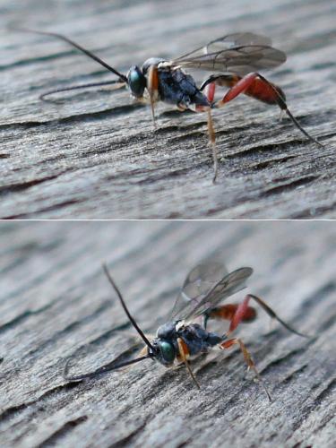 Réf. 335 280 : Campopleginae inconnu