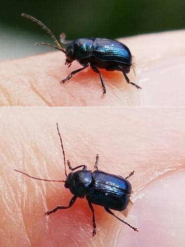Cryptocephalus sp.