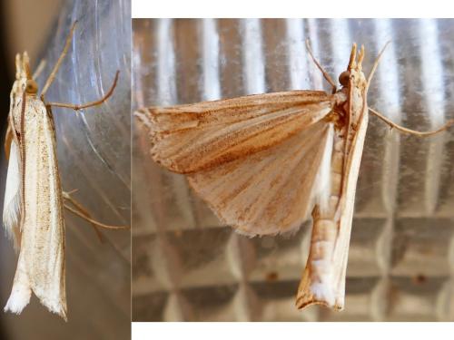 Réf. 335 964 : Ancylolomia tentaculella