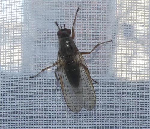 Dryomyza flaveola