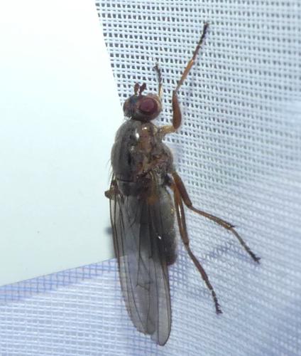 Réf. 335 921 : Dryomyza flaveola