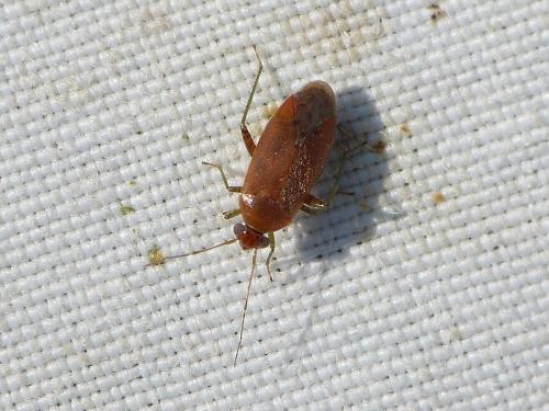 Réf. 335 175 : Pinalitus atomarius