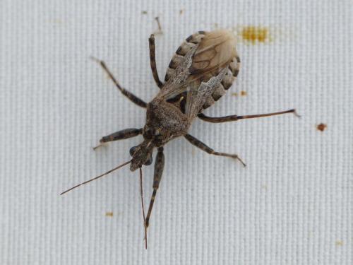 Réf. 335 176 : Coranus kerzhneri