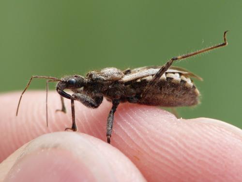 Réf. 335 177 : Coranus kerzhneri