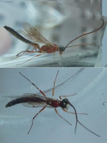 Heterischnus sp.
