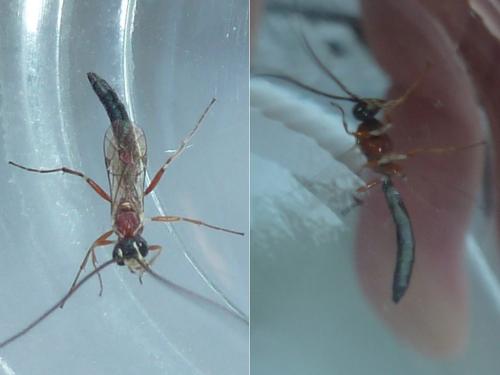 Heterischnus sp.