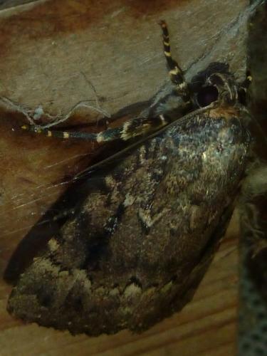 Réf. 335 296 : Amphipyra sp.