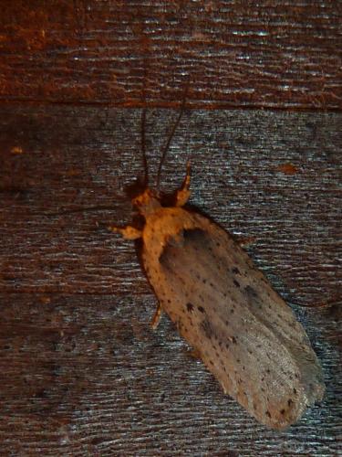 Agonopterix yeatiana