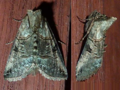 Réf. 335 984 : Abrostola tripartita