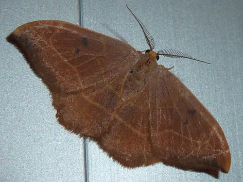 Réf. 335 733 : Watsonalla binaria