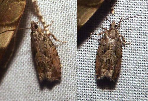 Réf. 335 080 : Zeiraphera isertana