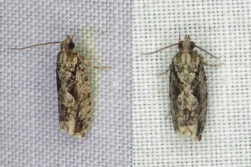 Réf. 335 055 : Zeiraphera isertana