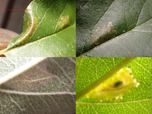 Phyllonorycter blancardella