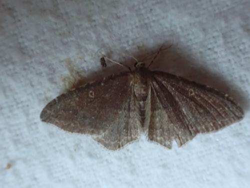 Réf. 335 037 : Nycterosea obstipata