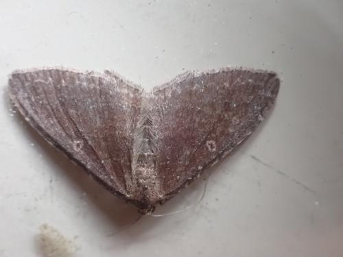 Réf. 335 038 : Nycterosea obstipata