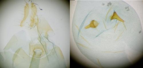 Réf. 335 068 : Notocelia rosaecolana