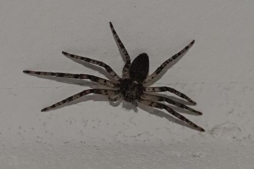 Philodromus sp.