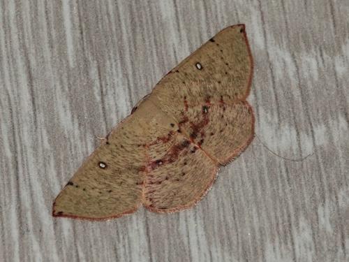Cyclophora puppillaria