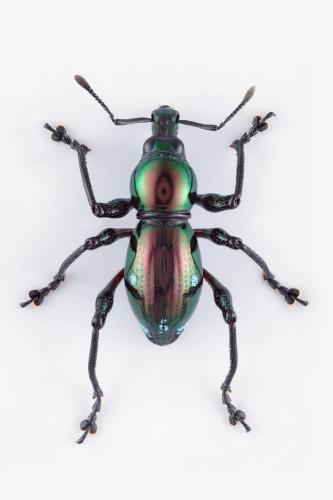 Réf. 335 321 : Sphenomorpha sp.