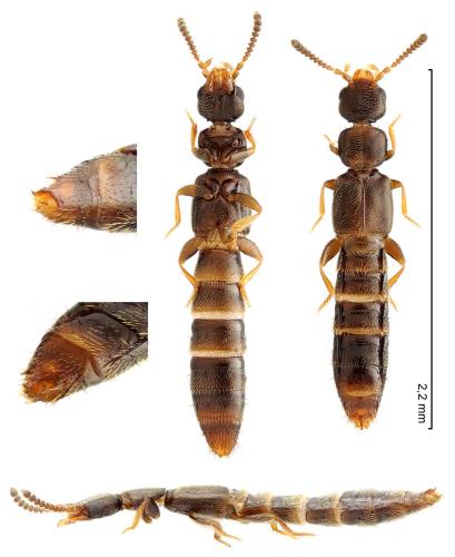 Anomognathus cuspidatus