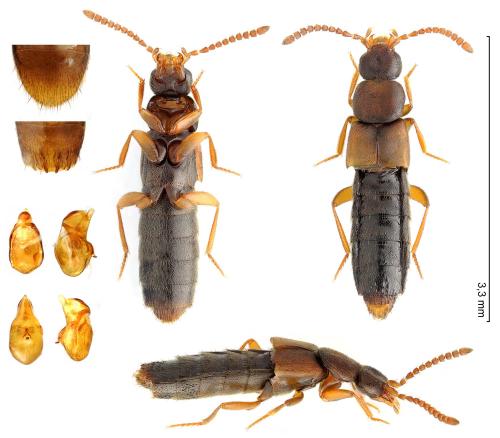 Réf. 335 903 : Dinaraea angustula