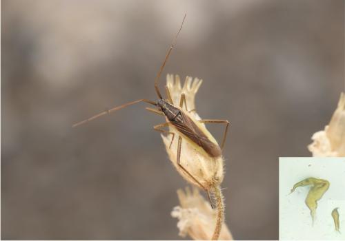 Stenodema algoviensis