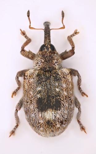 Réf. 335 546 : Stereonychus phyllireae