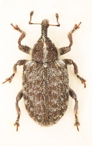 Réf. 335 579 : Stereonychus telonensis