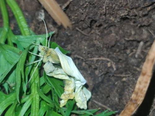 Réf. 335 102 : Pieris sp.