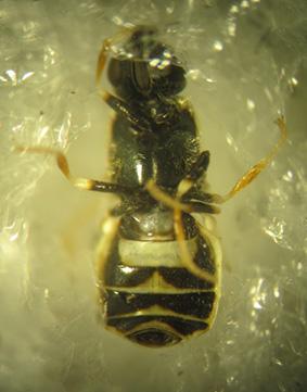Nemotelus notatus