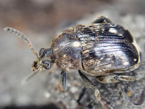 Réf. 335 035 : Bruchus pisorum