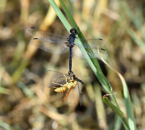 Réf. 335 626 : Diplacodes lefebvrii