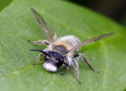 Andrena sp.