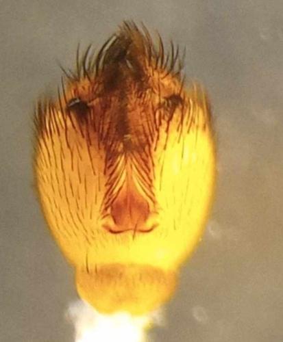 Réf. 335 898 : Tarnania fenestralis
