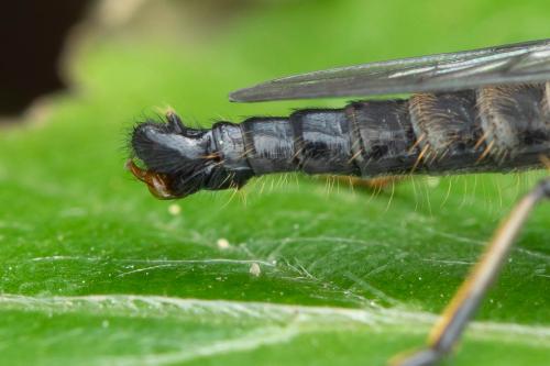 Neoitamus cyanurus