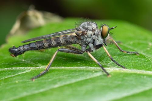 Neoitamus cyanurus