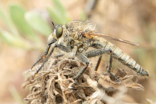 Machimus annulipes