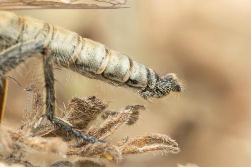 Machimus annulipes