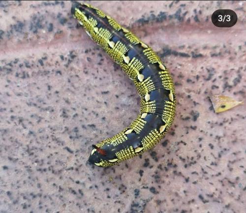 Hyles livornica