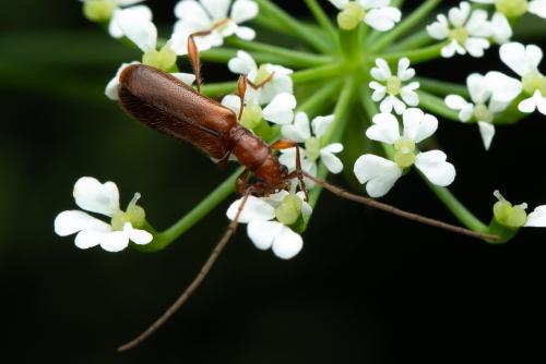 Obrium brunneum