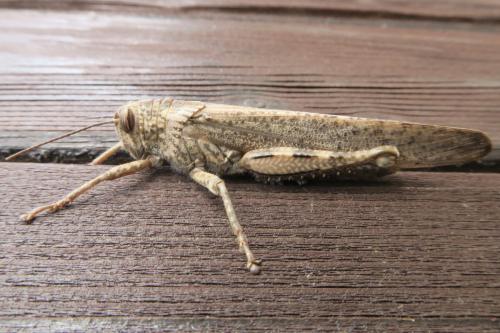 Réf. 335 810 : Anacridium aegyptium
